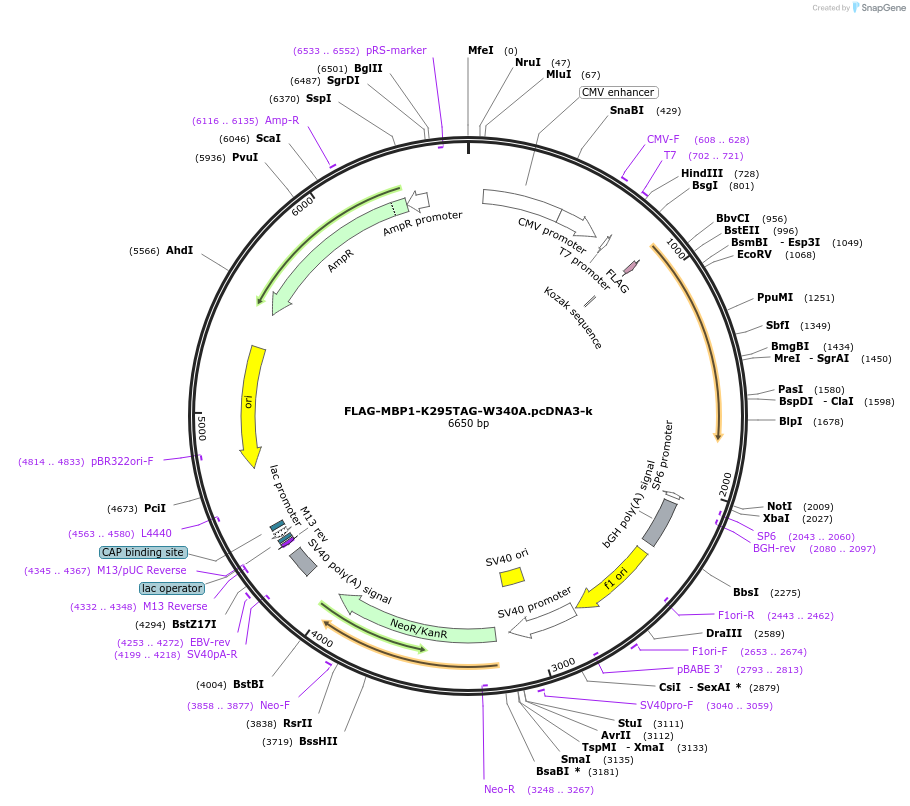 126627-plasmid-map-sequence-id-251085
