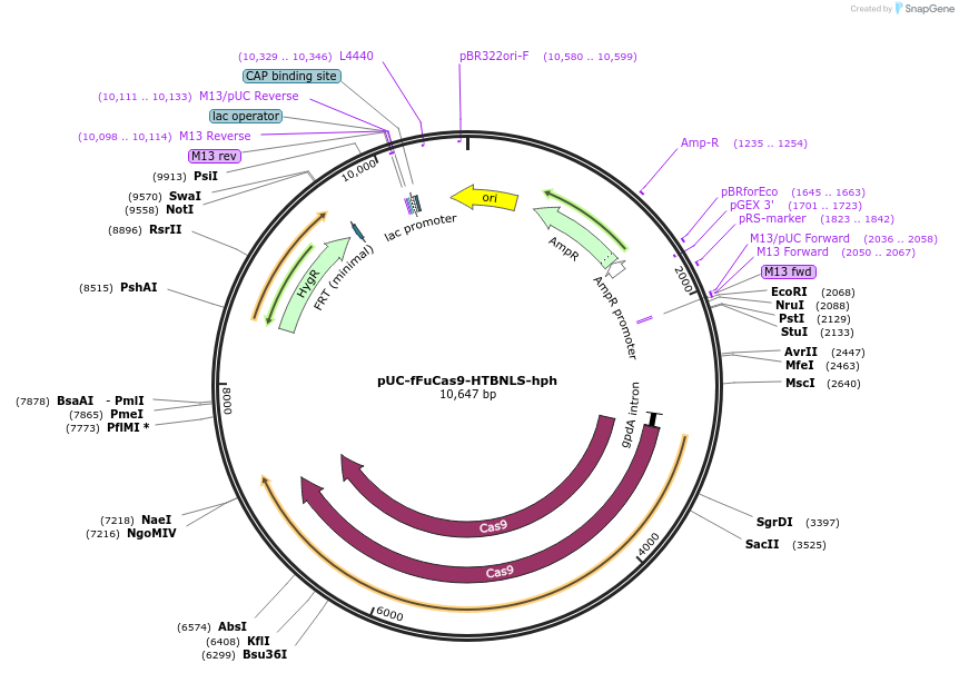 121092-plasmid-map-sequence-id-251142