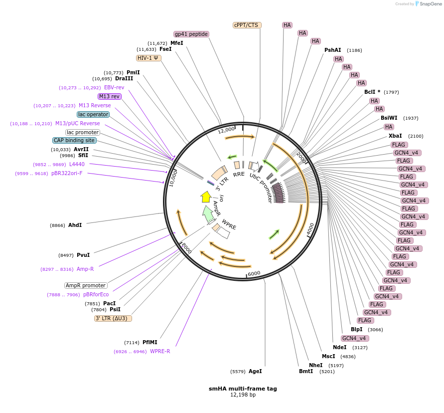 128611-plasmid-map-sequence-id-251144