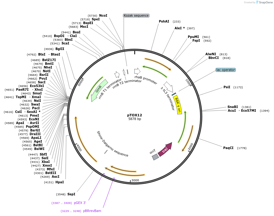127457-plasmid-map-sequence-id-251147