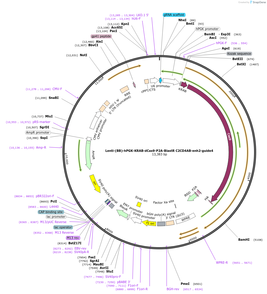 125407-plasmid-map-sequence-id-251157