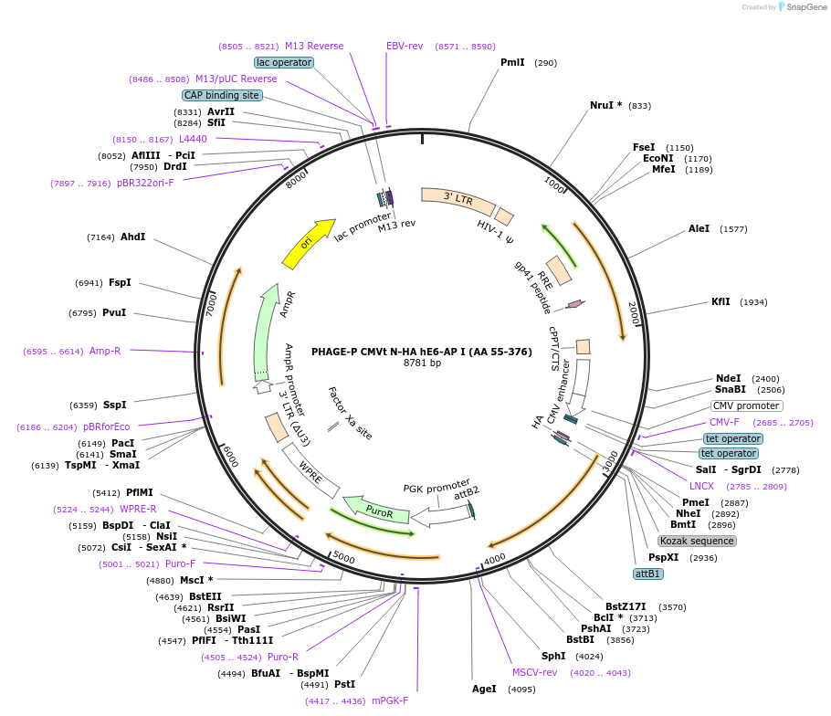 119313-plasmid-map-sequence-id-251163