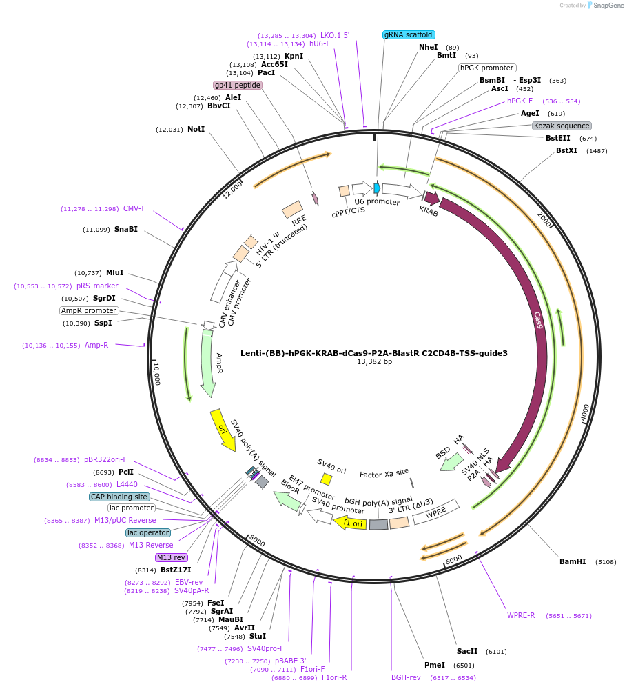 125422-plasmid-map-sequence-id-251255