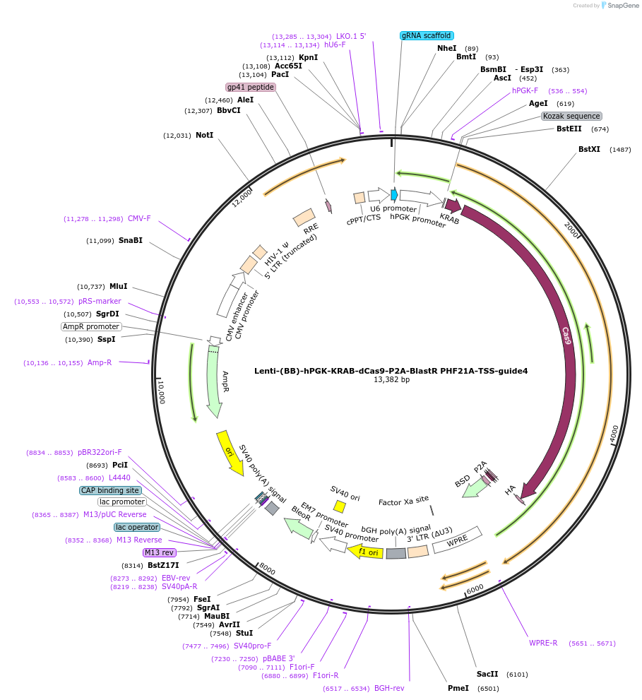 125435-plasmid-map-sequence-id-251282