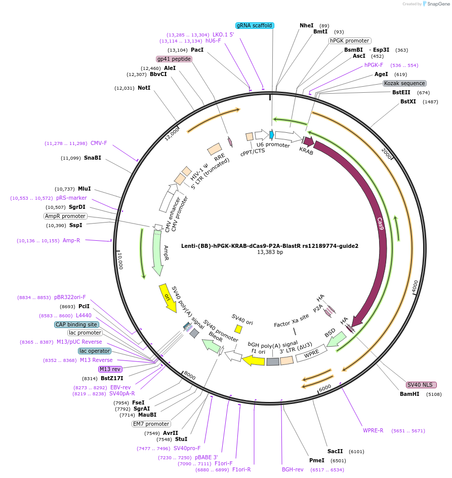 125437-plasmid-map-sequence-id-251286