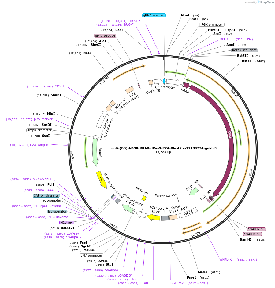 125438-plasmid-map-sequence-id-251287