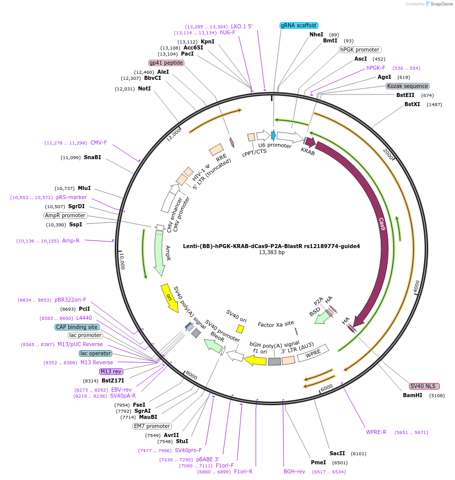 125439-plasmid-map-sequence-id-251288
