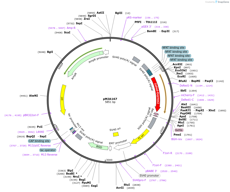 128536-plasmid-map-sequence-id-251289