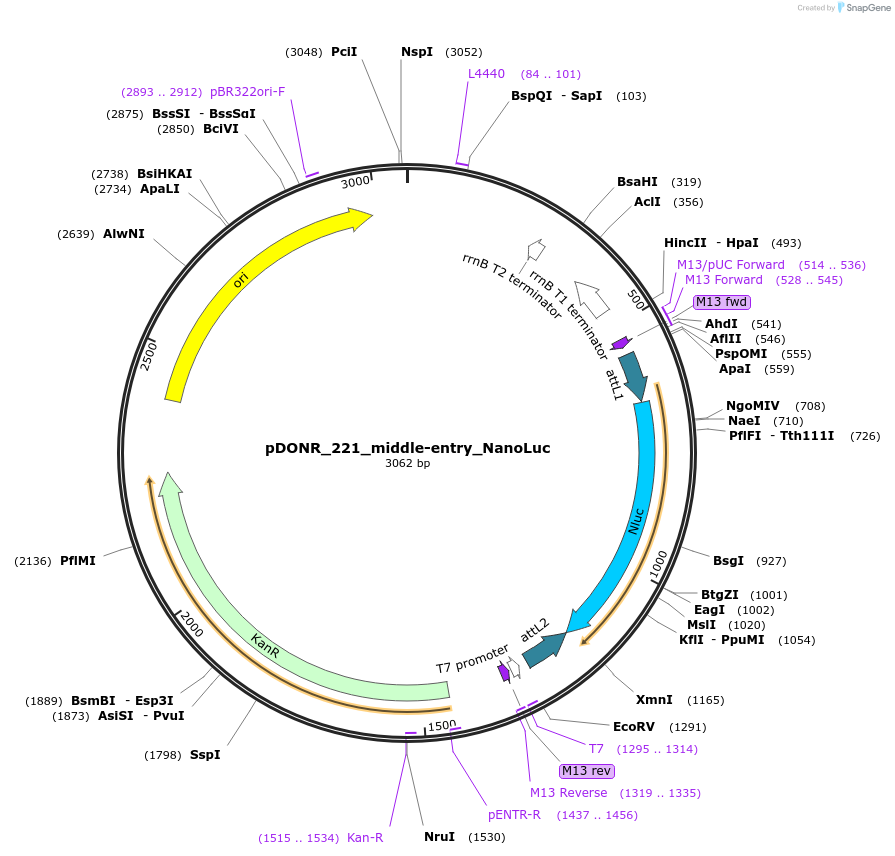 128673-plasmid-map-sequence-id-251297