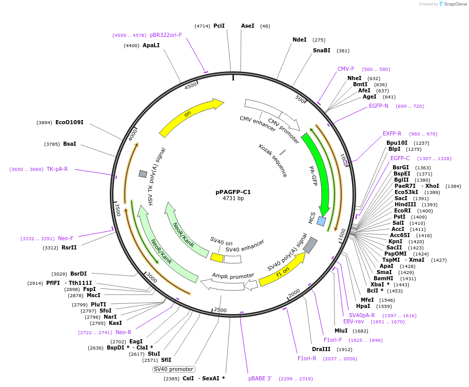 11910-plasmid-map-sequence-id-251301
