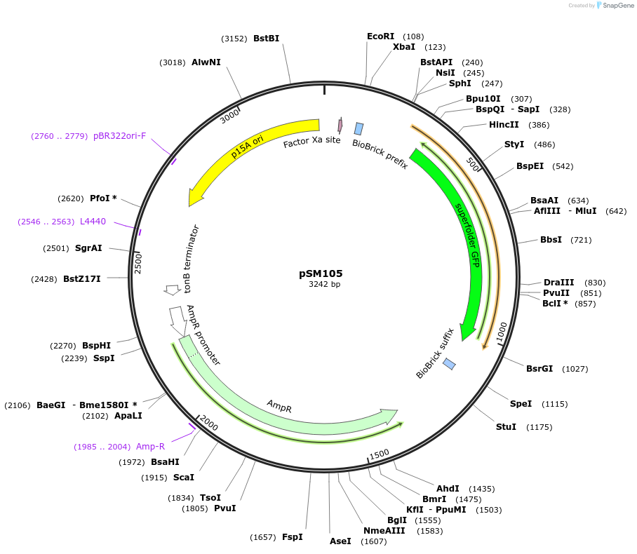 128295-plasmid-map-sequence-id-251304