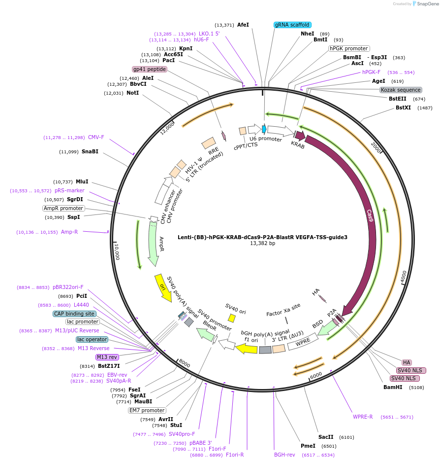 125442-plasmid-map-sequence-id-251306