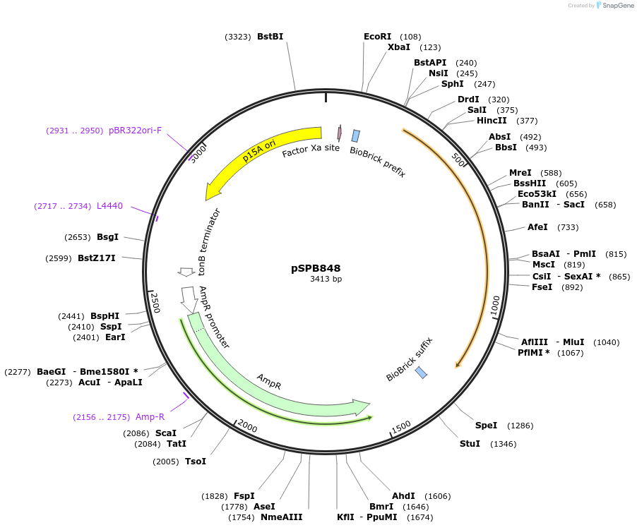 128299-plasmid-map-sequence-id-251332