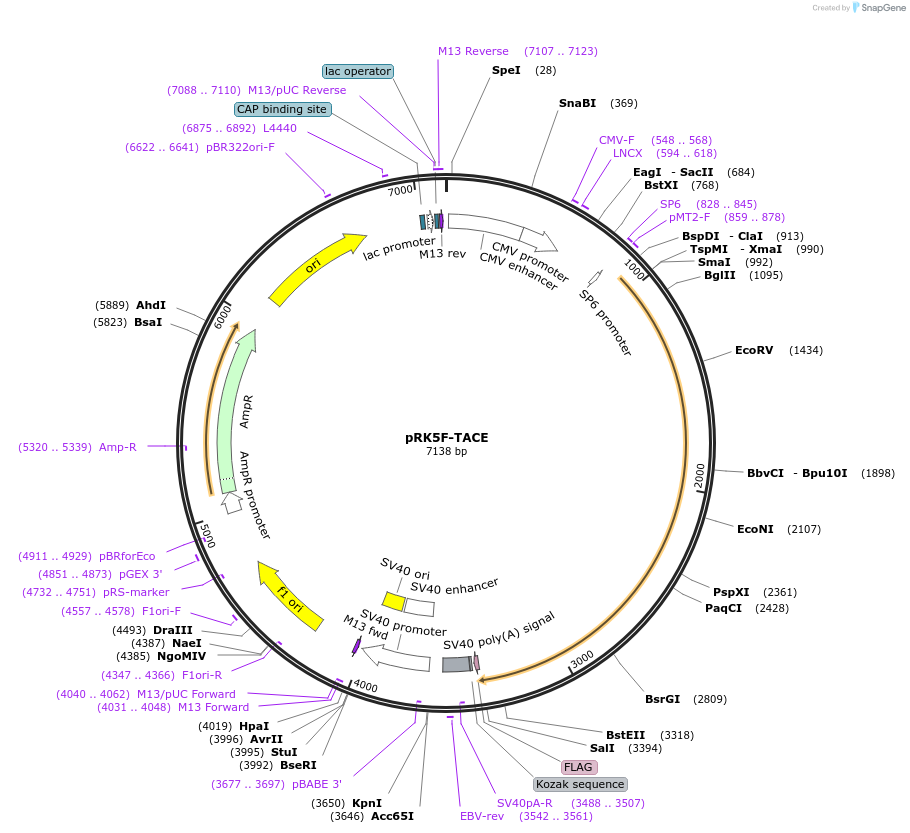 31713-plasmid-map-sequence-id-251333