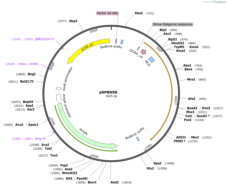 128300-plasmid-map-sequence-id-251335