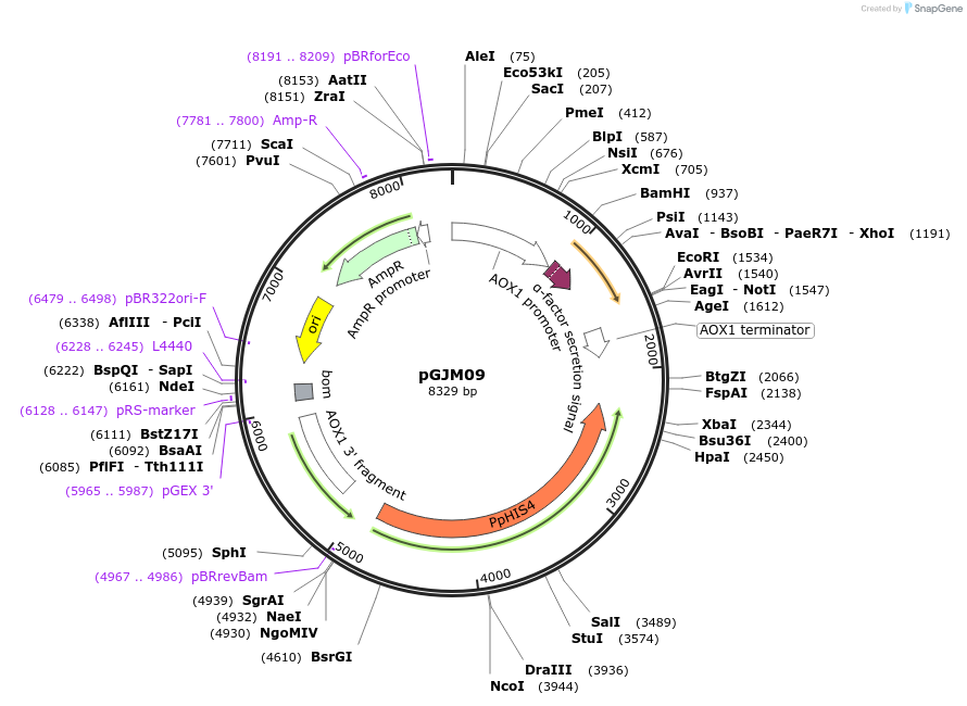 128545-plasmid-map-sequence-id-251360