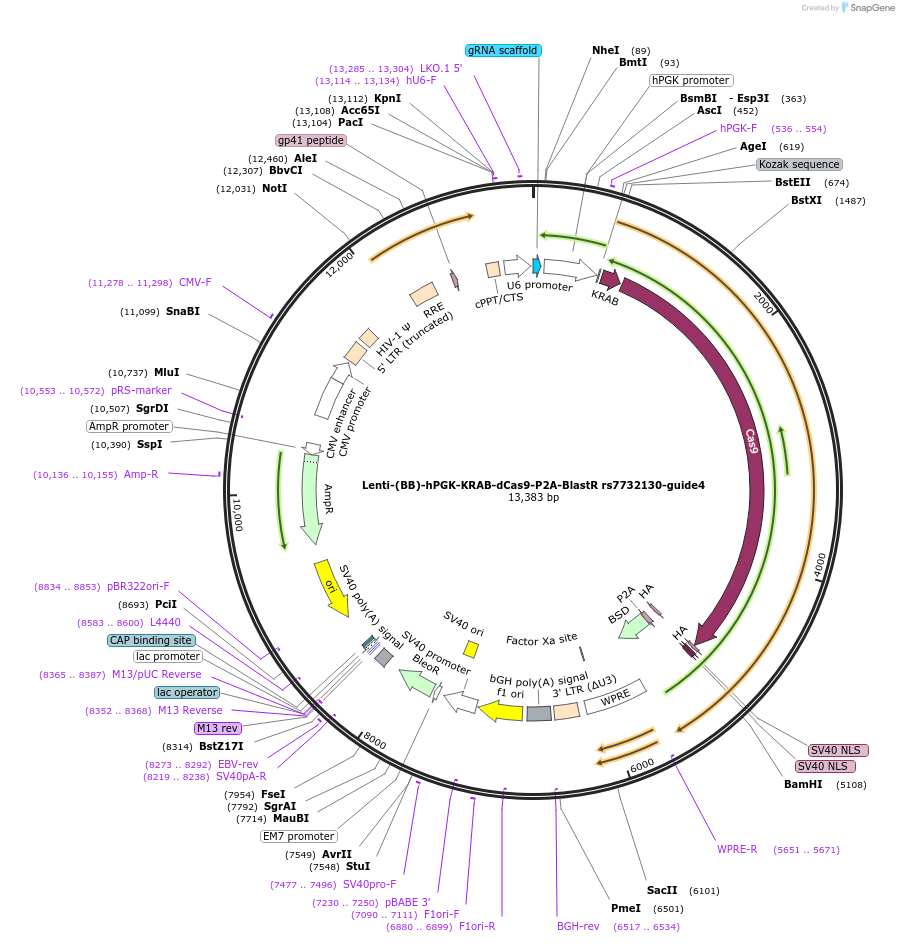 125447-plasmid-map-sequence-id-251363