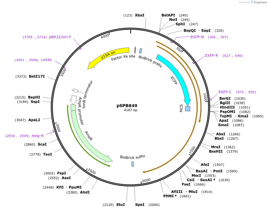 128298-plasmid-map-sequence-id-251366