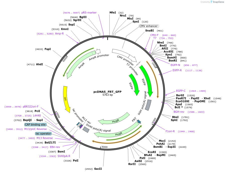 127108-plasmid-map-sequence-id-251368