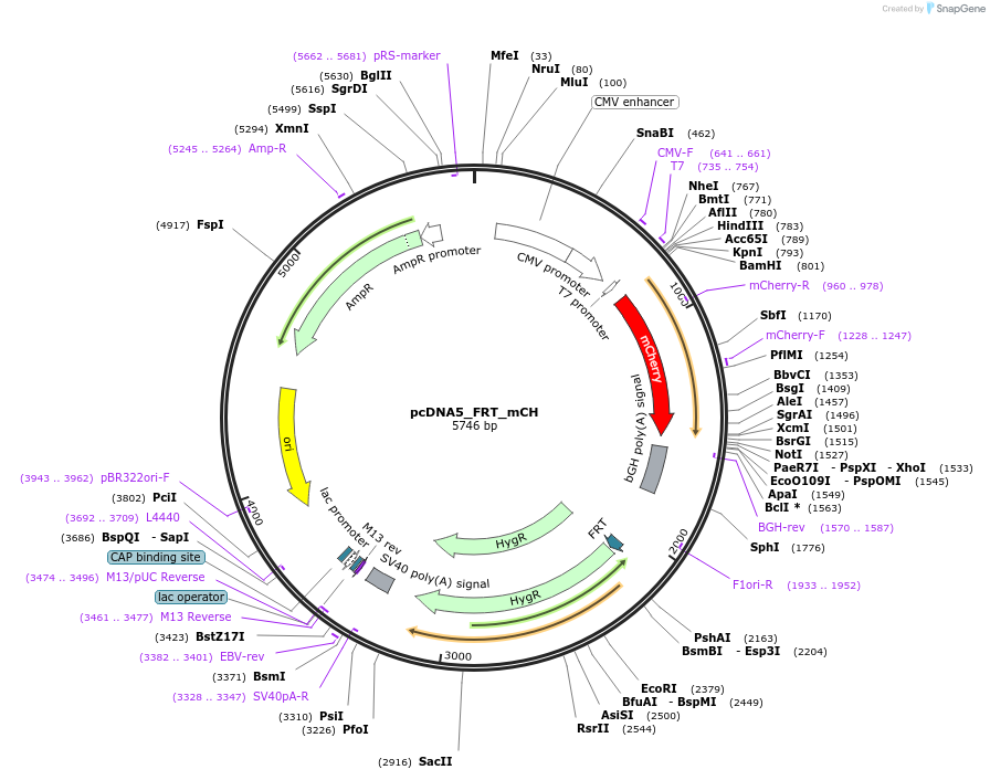 127109-plasmid-map-sequence-id-251371