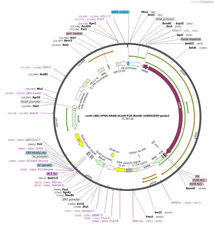 125454-plasmid-map-sequence-id-251375