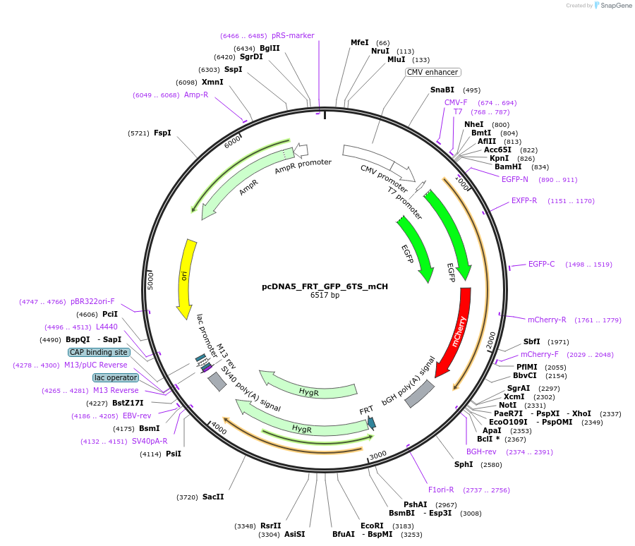 127110-plasmid-map-sequence-id-251376