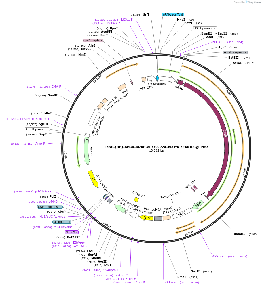 125457-plasmid-map-sequence-id-251379