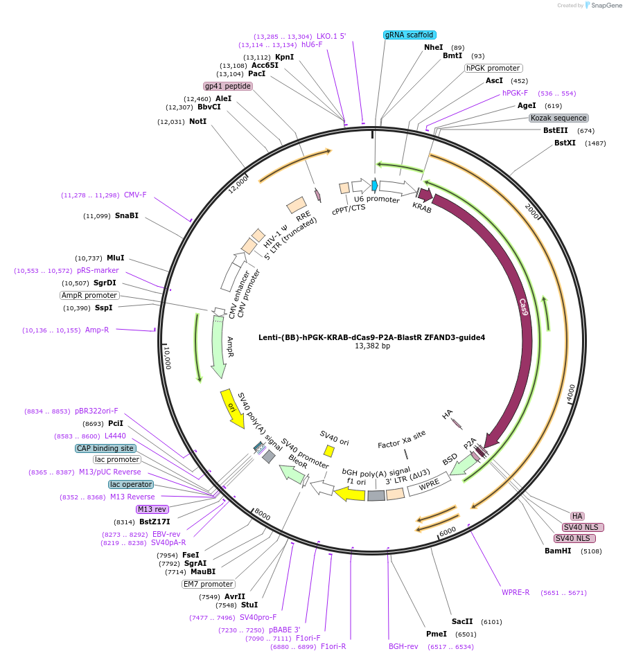 125459-plasmid-map-sequence-id-251390