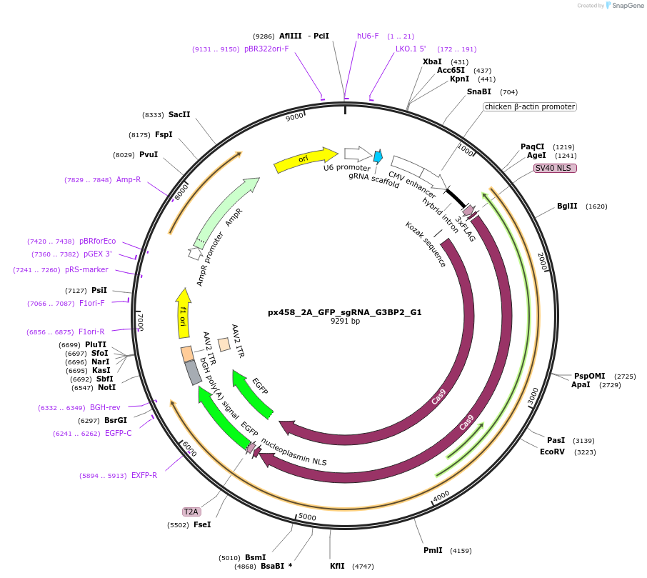127112-plasmid-map-sequence-id-251401
