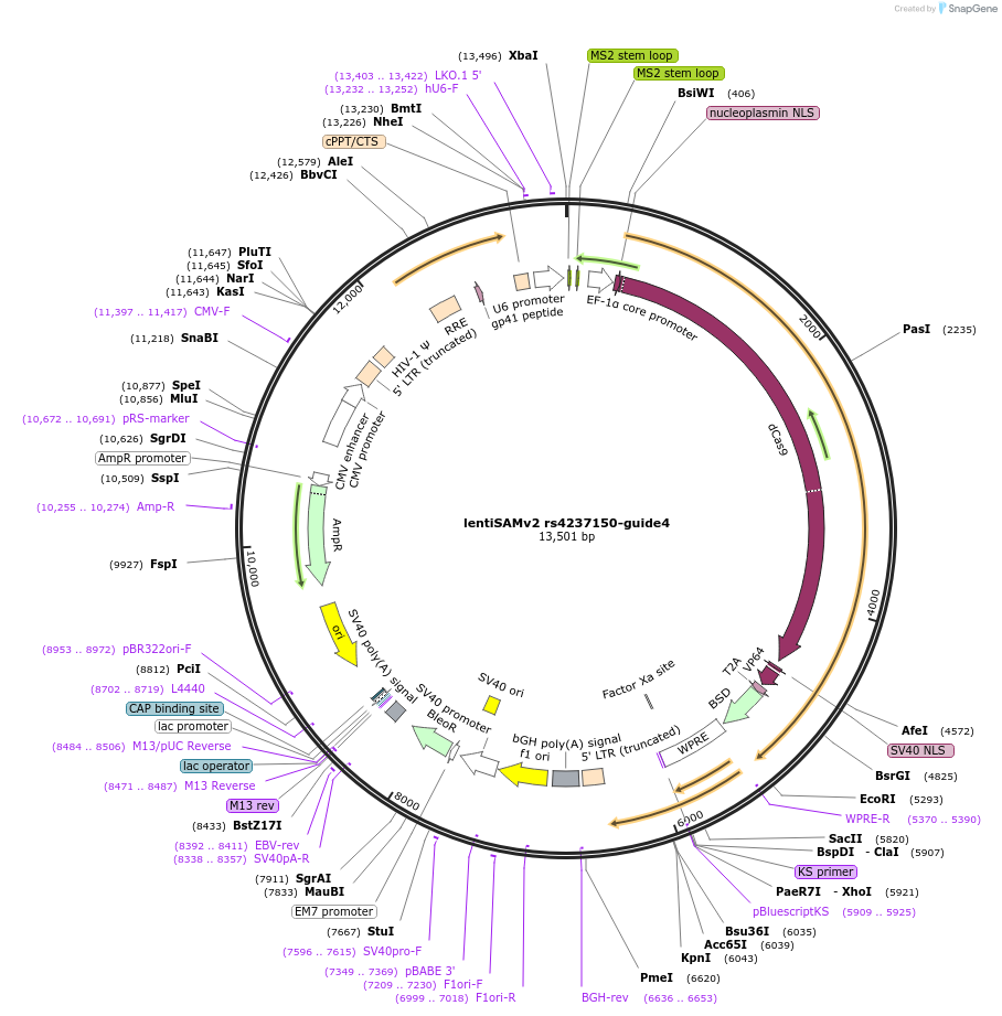 125464-plasmid-map-sequence-id-251402