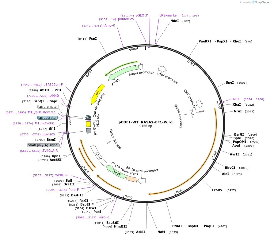 114096-plasmid-map-sequence-id-251469
