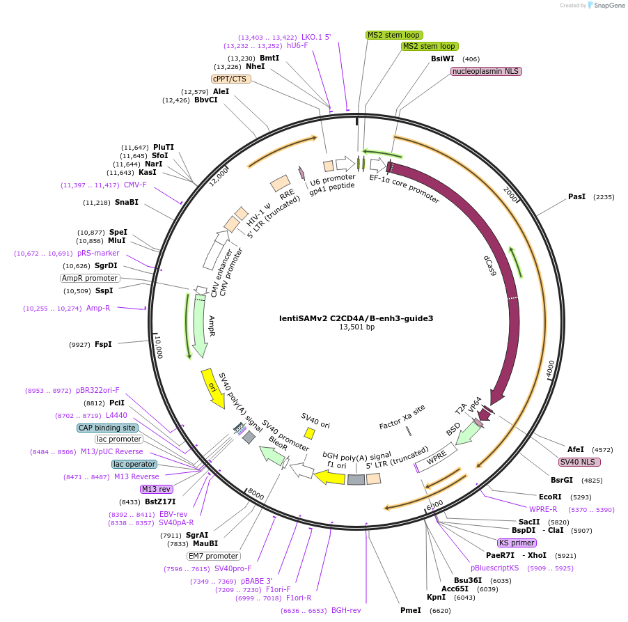 125475-plasmid-map-sequence-id-251471