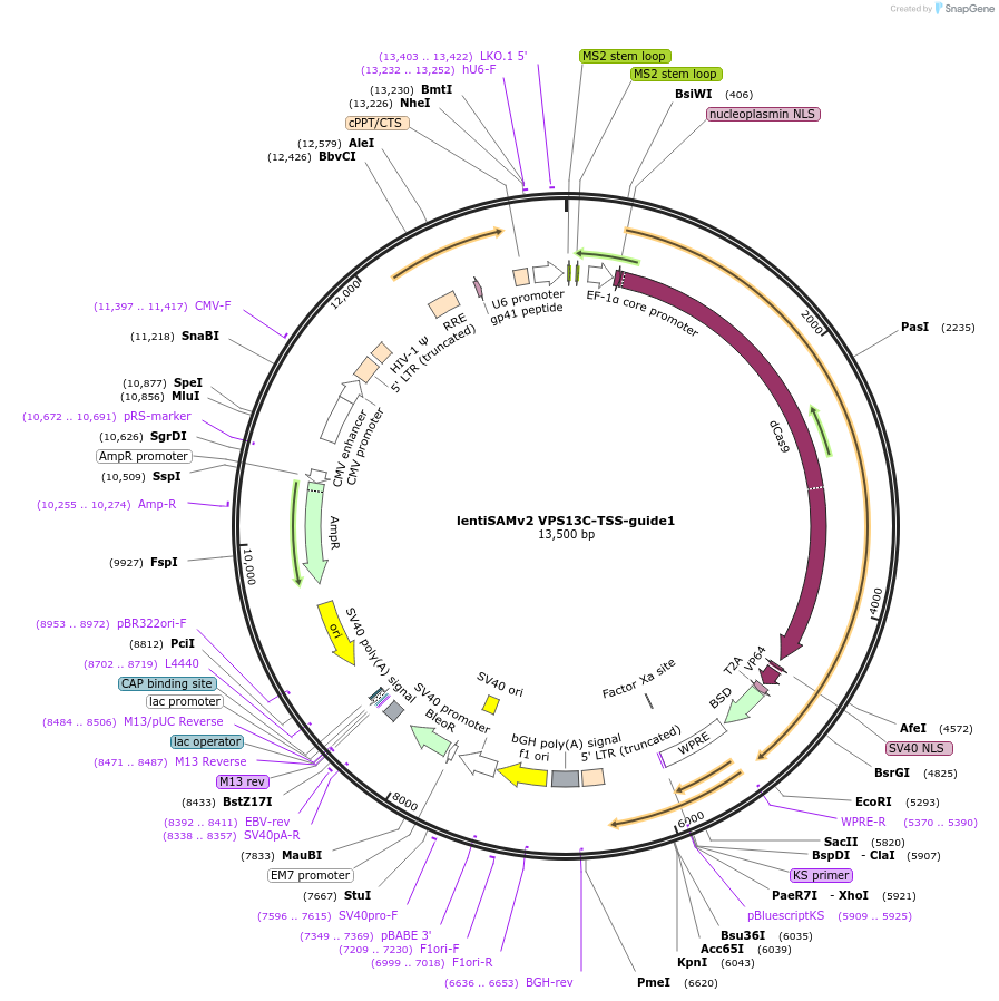 125476-plasmid-map-sequence-id-251511