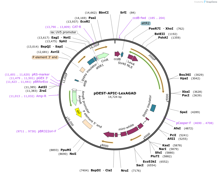 112807-plasmid-map-sequence-id-251519