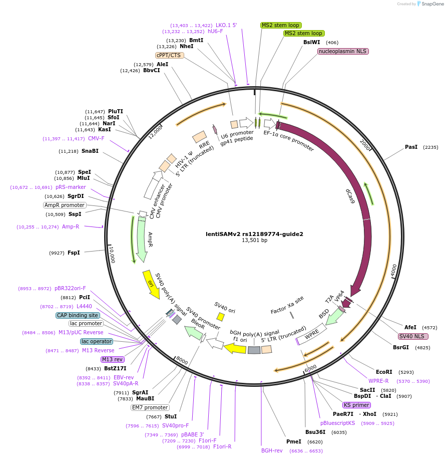 125497-plasmid-map-sequence-id-251540