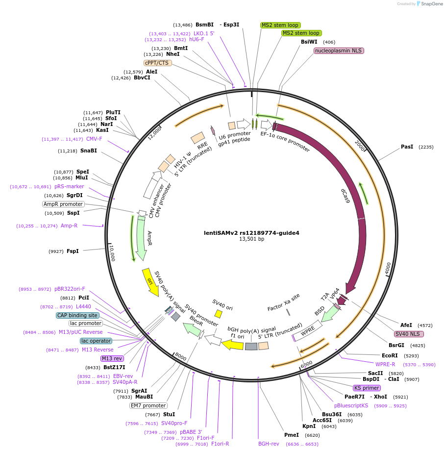 125499-plasmid-map-sequence-id-251542