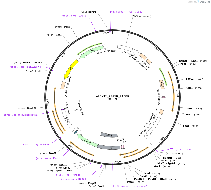 127136-plasmid-map-sequence-id-251548