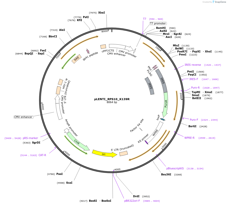 127137-plasmid-map-sequence-id-251553