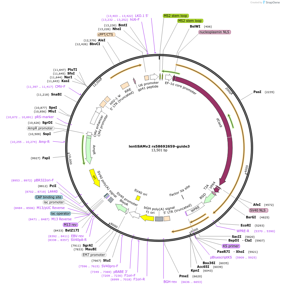 125511-plasmid-map-sequence-id-251556
