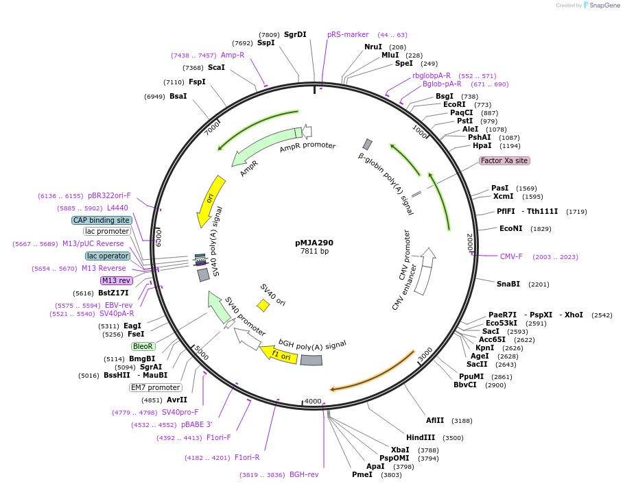 128542-plasmid-map-sequence-id-251560