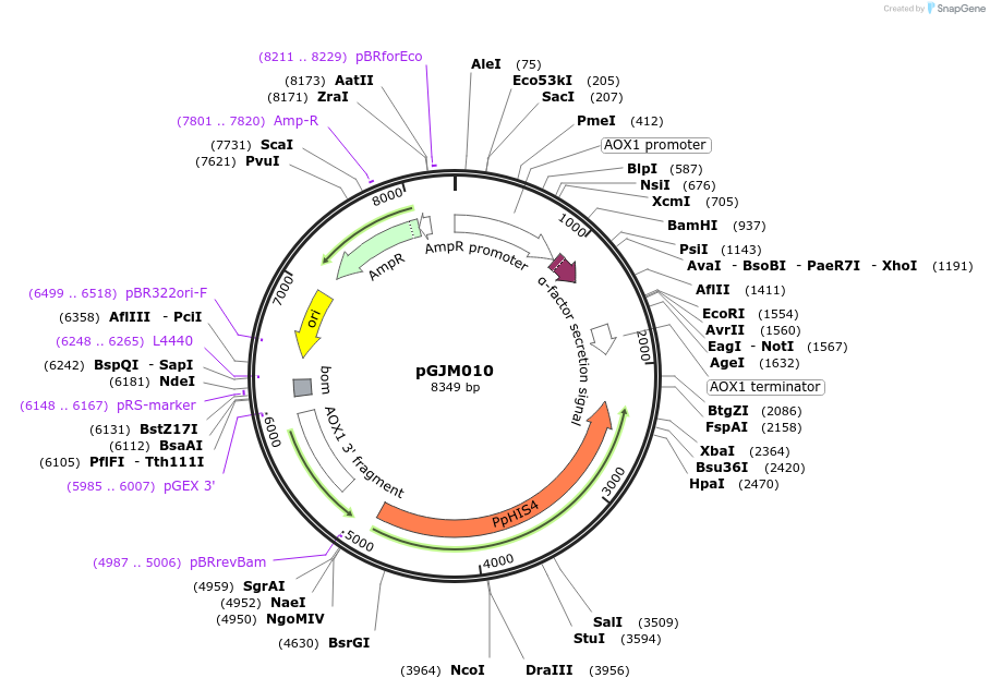 128546-plasmid-map-sequence-id-251563