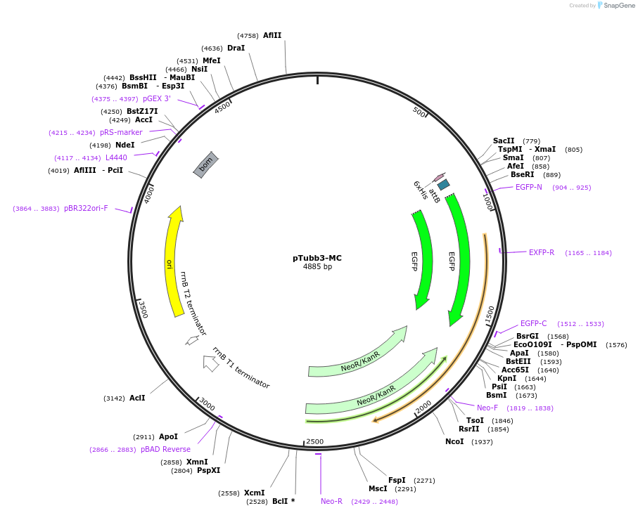 87112-plasmid-map-sequence-id-251564