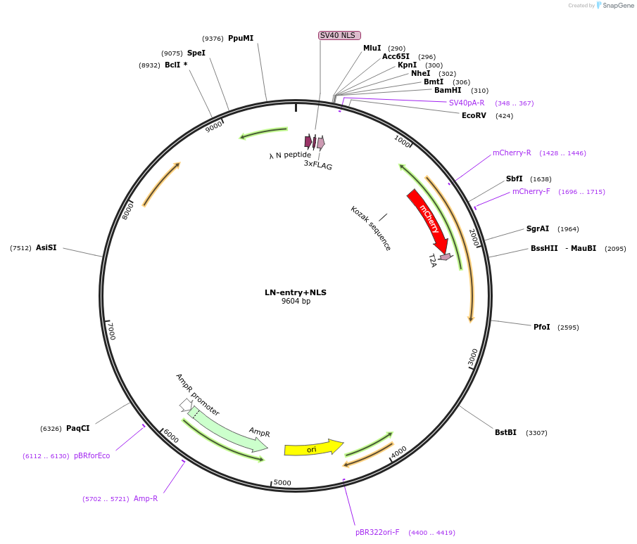 128011-plasmid-map-sequence-id-251573