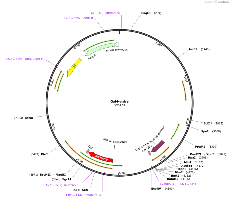 128014-plasmid-map-sequence-id-251576