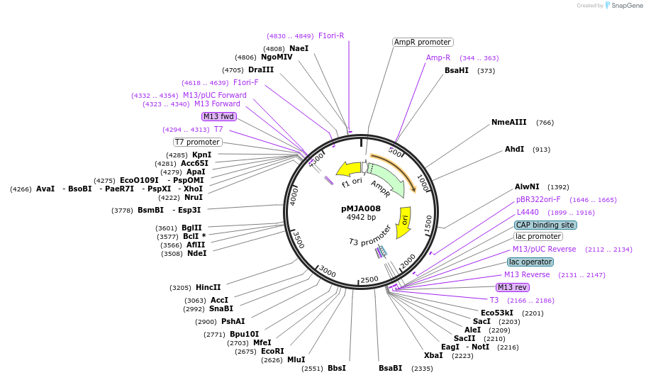 128512-plasmid-map-sequence-id-251580