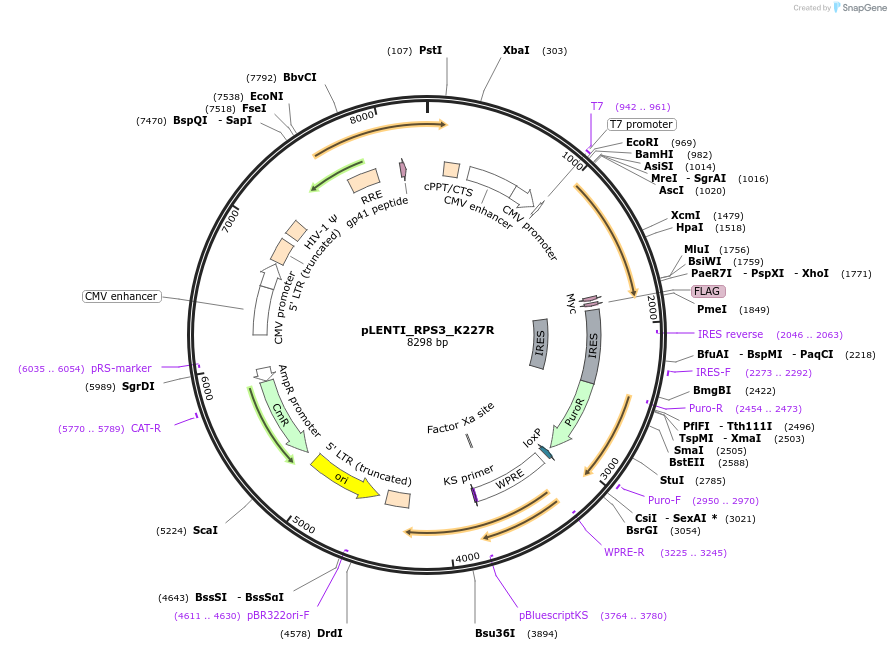 127133-plasmid-map-sequence-id-251590