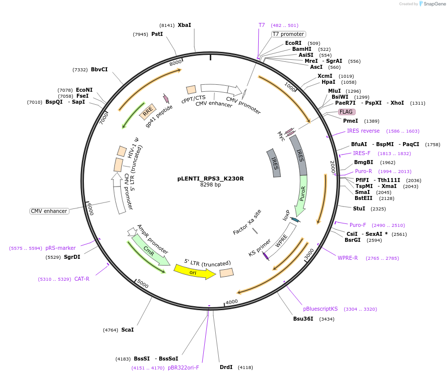 127134-plasmid-map-sequence-id-251593