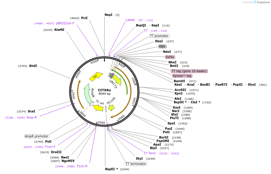 128018-plasmid-map-sequence-id-251605