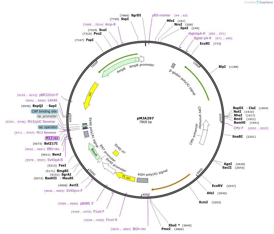 128544-plasmid-map-sequence-id-251616