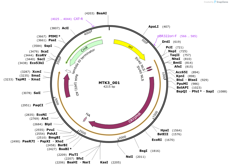 123952-plasmid-map-sequence-id-251618